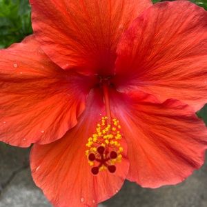 Meet your Posher, Janet